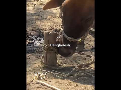 Bangladesh...🇧🇩🔥#bangladesh #cow #trending #ar7 #edit #fyp #viralvideo
