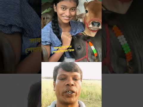 গরুর বাছুর গুলো কত সুন্দর ভাবে খেলা করছে । #duet #viralvideo #cow #girl #love #viral #foryou