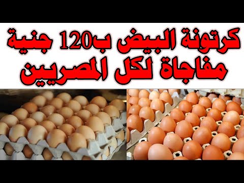 كرتونة البيض ب١٢٠ جنية.. مفاجأة لكل المصريين وخصوصاً في الجيزة