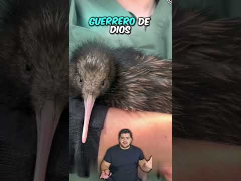 Animales que la evolución les jugo chueco #youtubeshorts