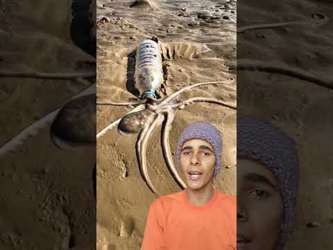ذكاء الأخطبوط رائع