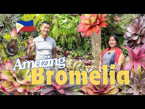 Bromeliad Wonderland in the Philippines🇵🇭: A Breeder’s Living Legacy