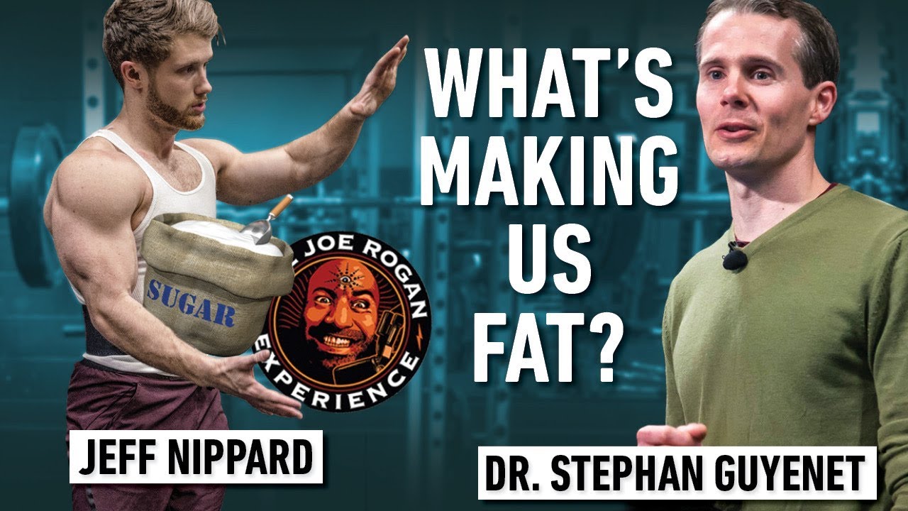 What's Really Making Us Fat? Carbs? Sugar? (Joe Rogan Response) ft. Stephan Guyenet