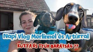 Merlin és Artúr napi vlogja 🐶☀️ | Barátkozás a tyúkokkal 🐥#egyuttmukodes #merlinesarturkalandjai 