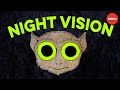 Nocturnal Vision Adaptations and Mechanisms