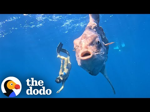 2,000 Pound Creature Swims Up To Free Diver | The Dodo
