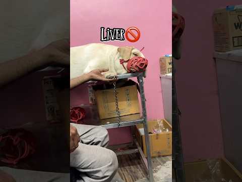 Mera kutta khana nahi khaa raha 🥲🥹 #minivlog #shortvideo