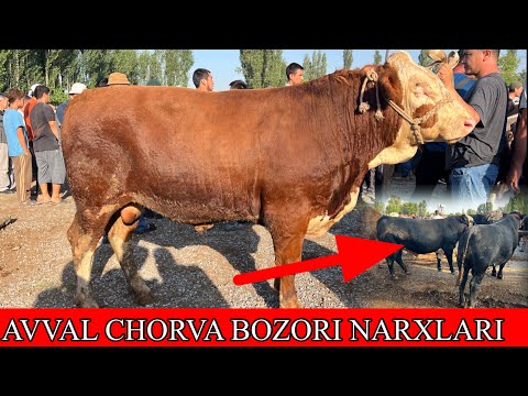 AVVAL CHORVA BOZORI KATTA KICHIK BUQALAR NARXLARI  . July 12, 2025
