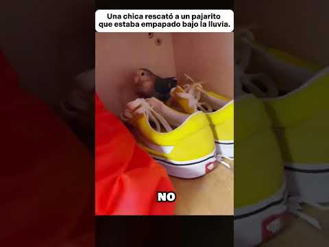 Una chica rescató a un pajarito que estaba empapado bajo la lluvia. #animales #animals