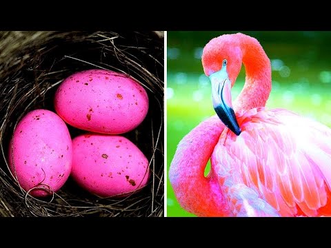 Самые Дорогие Яйца Животных