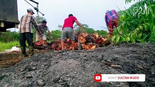 Buah Sawit Sultan Super Gede | Toke Salang Say Golak Gadang Sawit Siak