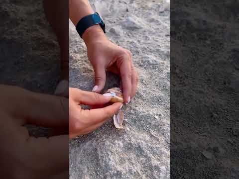 صدفة بحرية تلتقي بمعدن منصهر! 🐚 نتيجة جنونية! 🔥