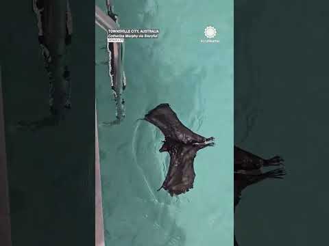 that swims over to rescuer after getting stuck in the water