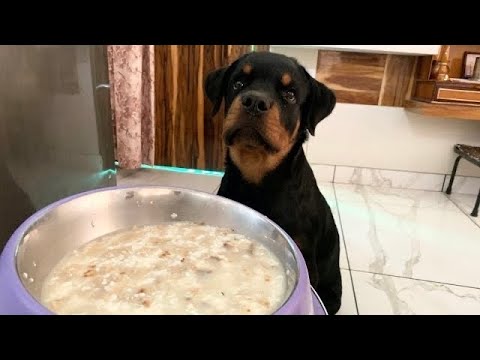 Home-made Food for Dogs with 100% Result | All Day Meals