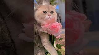 صباح الخير حبايب