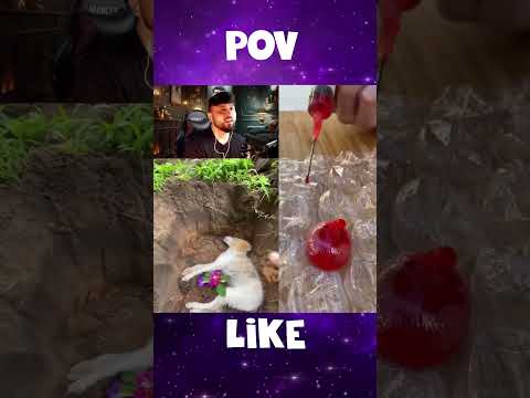 #POV COITADO DO CACHORRINHO GALERA