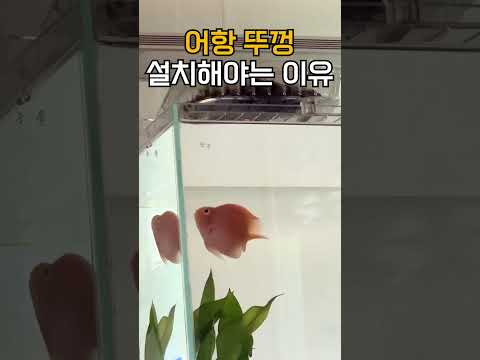 어항에 뚜껑은 필수