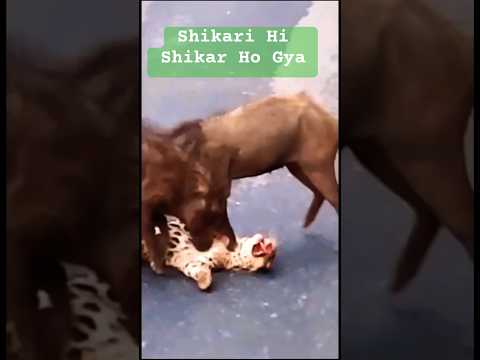 Iska Din Nahi Tha Aaj #shorts #safari #animals #wildlife #nationalpark #jimcorbett #trending #gir