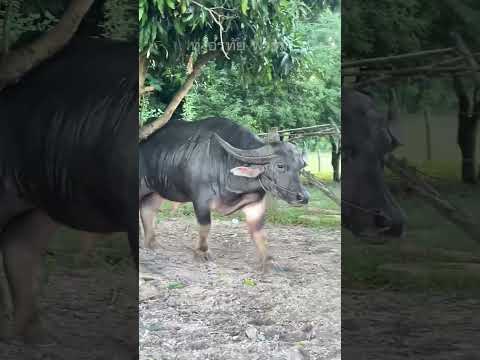 เจอของใหญ่ #ควายงาม #animals #ควายไทย #buffalo #automobile #cow #ควาย #ควายเผือก #new #amazing
