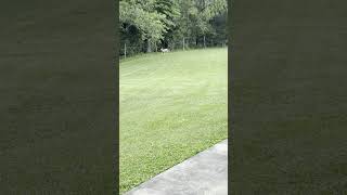 Fawn Out Playing In The Backyard #shorts #whitetail #fawn #shortsfeed