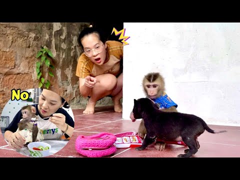 Touching story of Monkey Linda not eating rice to give to dog BiBi 1