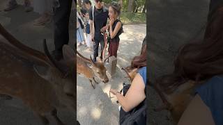 Bowing Deer in Nara Japan | Summer vacation
