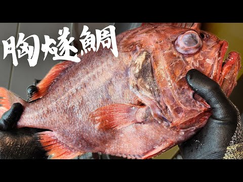 來自地獄的胸燧鯛 你可能早就吃過的南極冰鯛