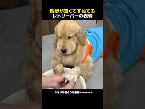 散歩が短くてすねてるレトリーバーの表情