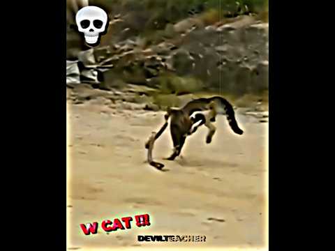 W cat fr...
