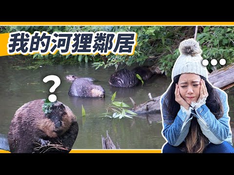 河狸入侵後院！？歷時三個月的震撼結局 - YouTube(9分19秒)