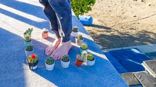 Don't Flip onto the Cactus