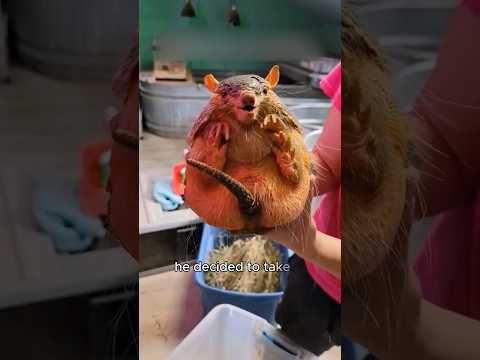 Fire Survivor Finds a Loving Home#shorts #animals #armadillo #rescue #cute #friendship
