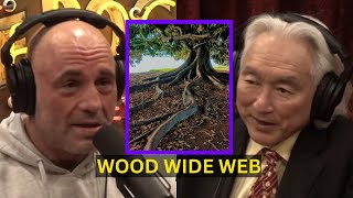 The Wood Wide Web | Joe Rogan Experience