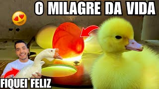 NOVIDADE NINHO DO GANSO | Teremos Novos FILHOTE DE PATO ? | Aves Recriar