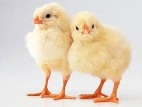 CHICKS FOR SALE ONLINE WHERE TO BUY CHICKS TO START...