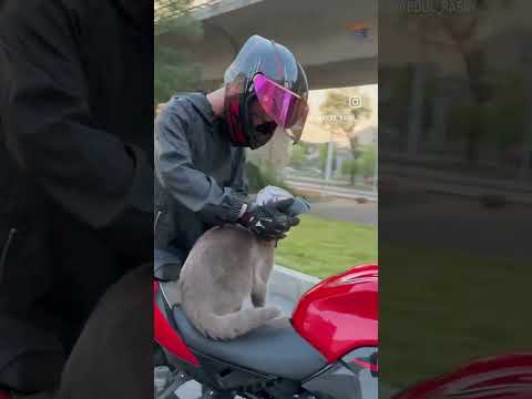 #motorcycle #racing #kedi #cats #pets  #music#funk #remix #trap #musica #istanbul #brittishshorthair