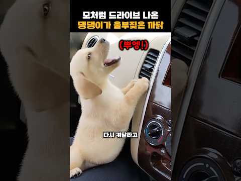 기분 좋게 나왔다가.. 댕댕이가 서럽게 울부짖은 이유