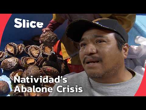 YouTube video thumbnail: Natividad Fishermen’s Dilemma: Is Preservation the Answer to Depredation?
