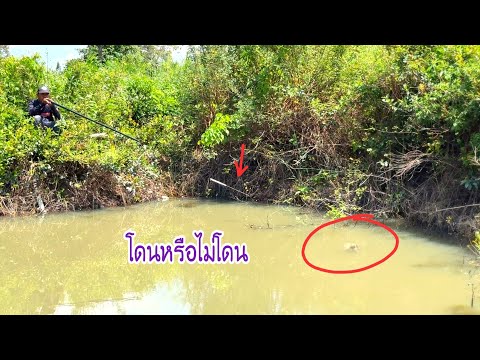 ลุ้นตัวโก่งยิงกบยักษ์ด้วยพลุโบราณ สระเดียว 3 ตัวแบบนี้มีลุ้น