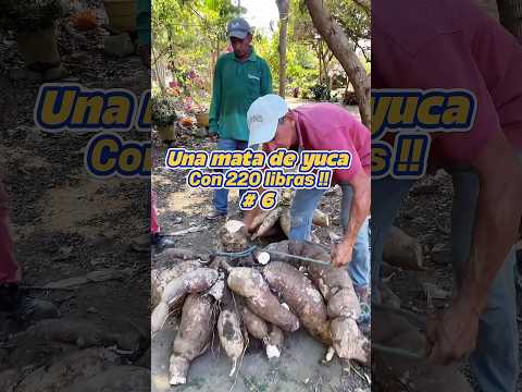 Una mata de yuca con 220 libras !! #6