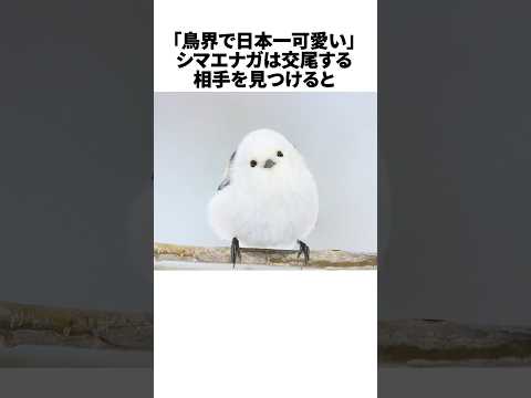 シマエナガのかわいすぎる雑学 #shorts