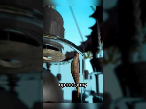 Как благодаря пиявкам вычисляли бурю @zackdfilms