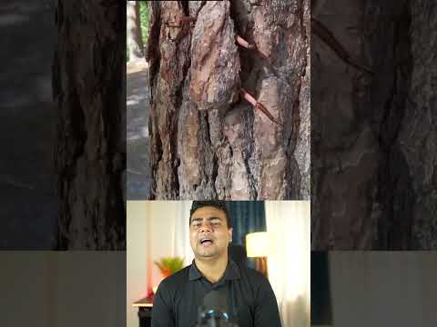 আল্লাহ্‌র সৃষ্টির কোনো তুলনা নেই #youtubeshorts #nabilhasan #trendingshorts #shortsfeed #shortvideo