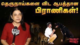 தெருநாய் பிரியர்கள் - ஜாக்கிரதை | Daily Roast | 12 Aug 2025