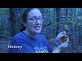 Identifying Tree Features and Leaves