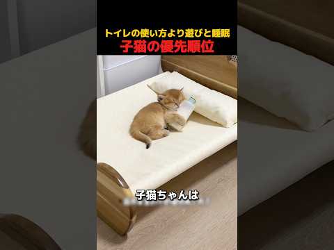 トイレの使い方より遊びと睡眠。子猫の優先順位