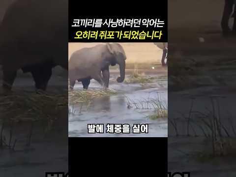 코끼리를 사냥하려던 악어는 오히려 쥐포가 되었습니다..