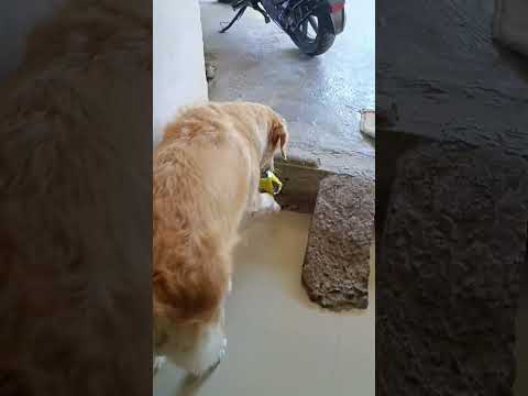 # bhaiya nahin dekha jaldi bhago # My dog Teed ❤️ # golden retriever dog 🐕#