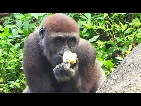 Jabali Really Loves Eating Corn 🌽😋呷百二很喜歡吃玉米