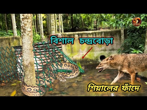 āĻŦāĻŋāĻļāĻžāϞ āĻāĻāĻžāϰā§āϰ āĻāύā§āĻĻā§āϰāĻŦā§āĻĄāĻŧāĻž āĻĢāĻžāϏāϞ⧠āĻļāĻŋāϝāĻŧāĻžāϞā§āϰ āĻĢāĻžāĻāĻĻā§ | Russell's Viper Rescue | Snake video | Reptopedia